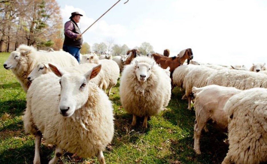 Sardinia Sheep Farming Travelhyme