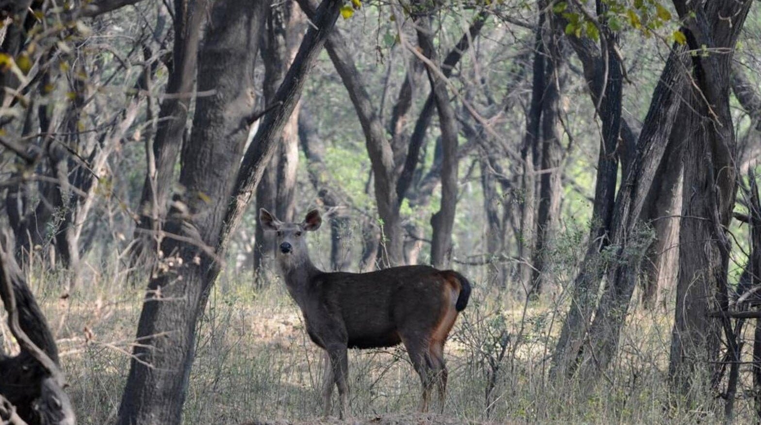 Sukhna Wildlife Sanctuary Chandigarh Famous Places Travelhyme